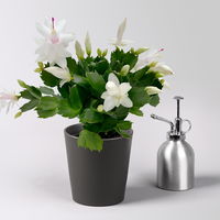 Weihnachtskaktus, weiß, mit Übertopf Dallas anthrazit, Topf-Ø 12 cm, 2 Pflanzen