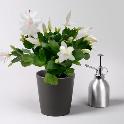 Weihnachtskaktus, weiß, mit Übertopf Dallas anthrazit, Topf-Ø 12 cm, 2 Pflanzen