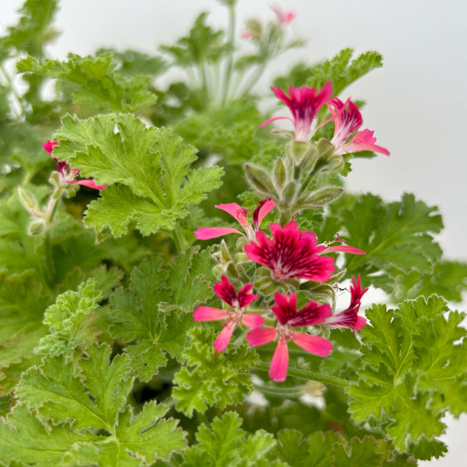 Duftgeranie 'Freshfruity® Choco Fresh', Topf-Ø 12 cm, 6 Pflanzen