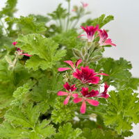 Duftgeranie 'Freshfruity® Choco Fresh', Topf-Ø 12 cm, 6 Pflanzen