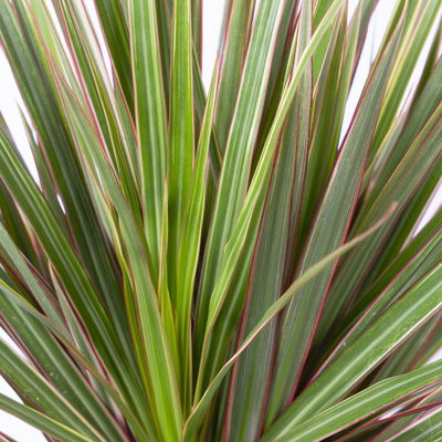 Gerandeter Drachenbaum 'Bicolor', Topf-Ø 21 cm, Höhe ca. 110 cm