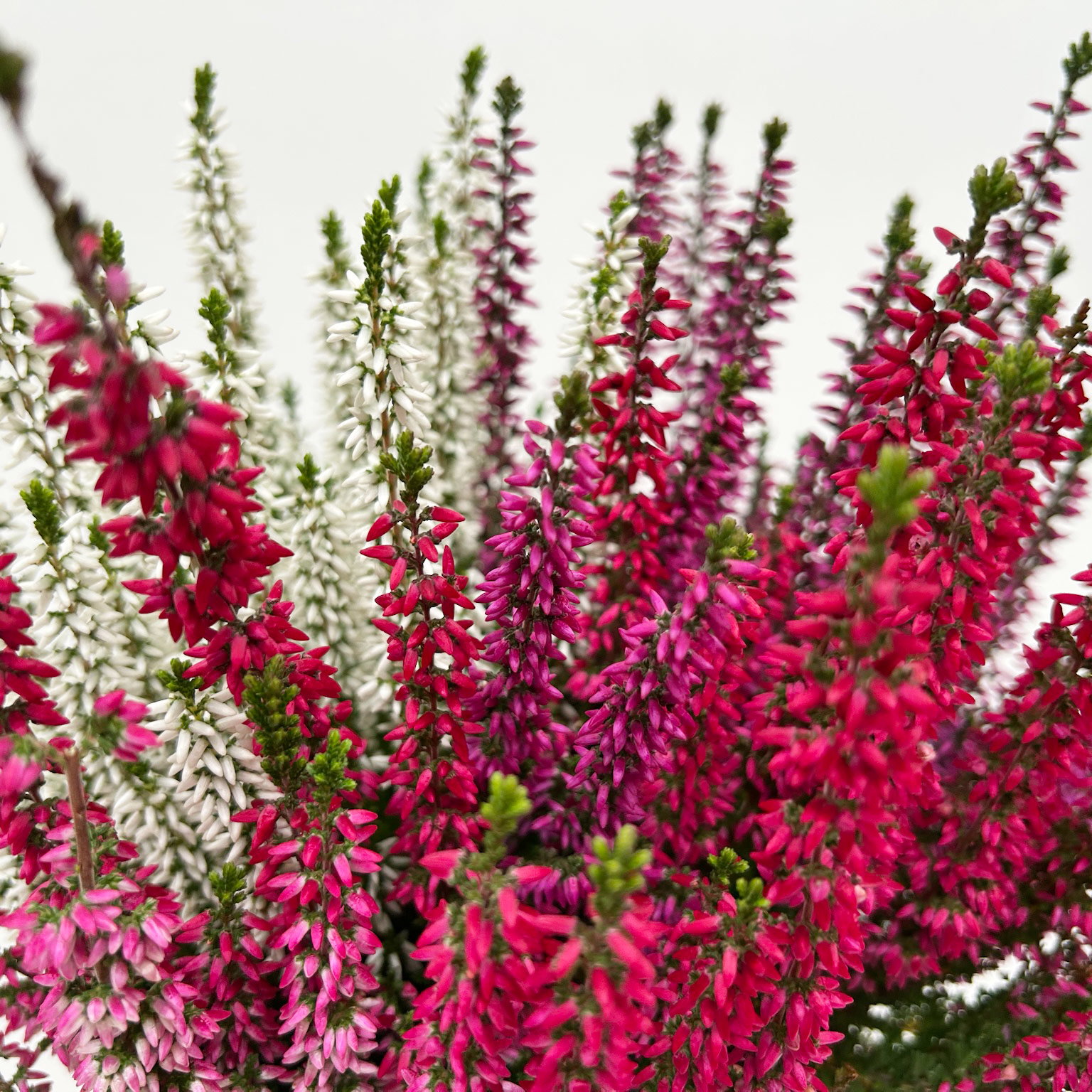 Calluna 'Beauty Ladies® Milca-Trio', lila-rot-weiß, Topf-Ø 11 cm, 6 Pflanzen Calluna 'Beauty Ladies® Milca-Trio', lila-rot-weiß, Topf-Ø 11 cm, 6 Pflanzen