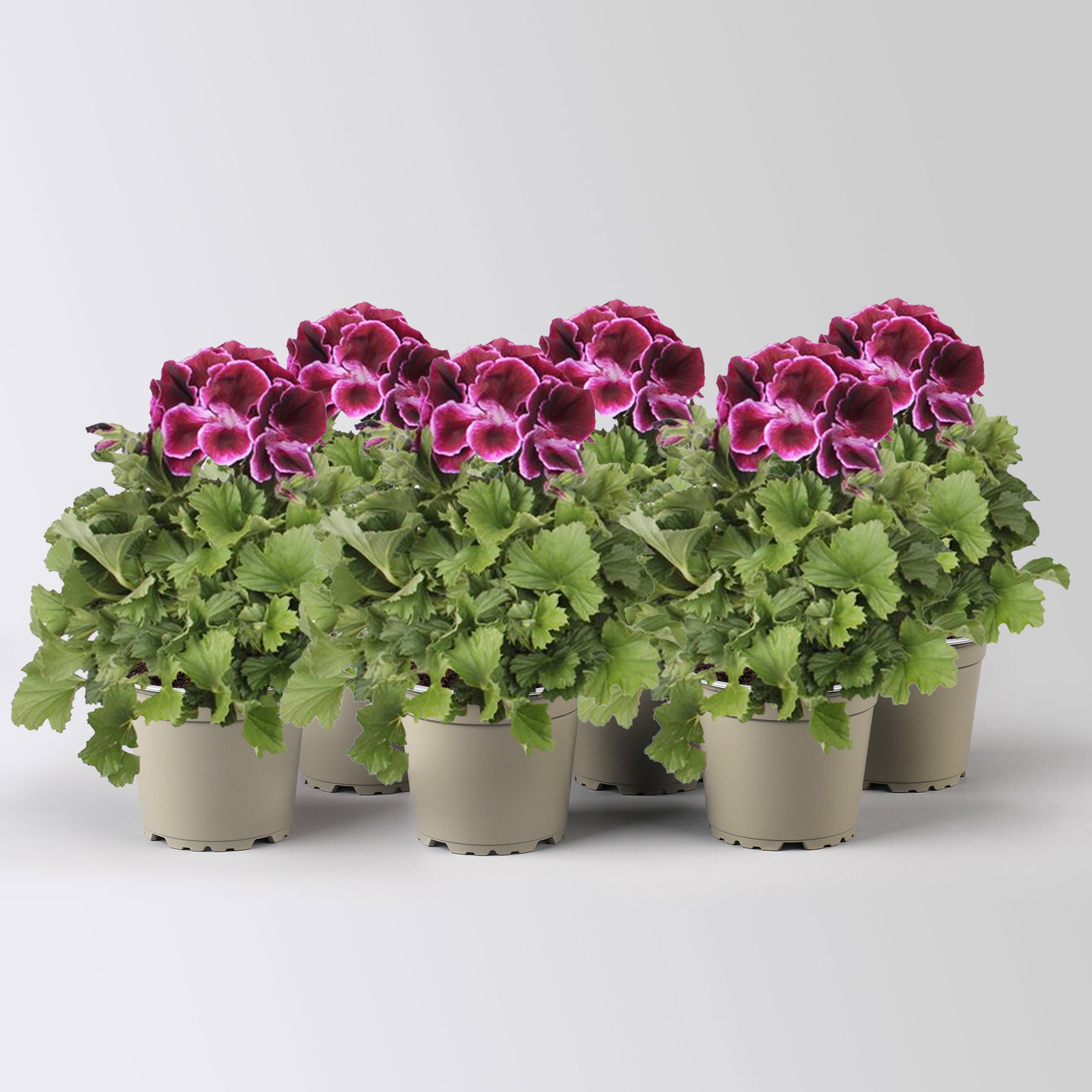 Edelgeranie Bella Donna® 'Don Valentino®', pink-lila, Topf-Ø 12 cm, 6 Pflanzen