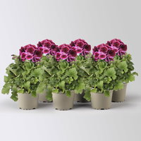 Edelgeranie Bella Donna® 'Don Valentino®', pink-lila, Topf-Ø 12 cm, 6 Pflanzen