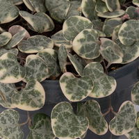 Leuchterblume 'Variegata', in Blumenampel, Topf-Ø 14 cm, Höhe ca. 25 cm