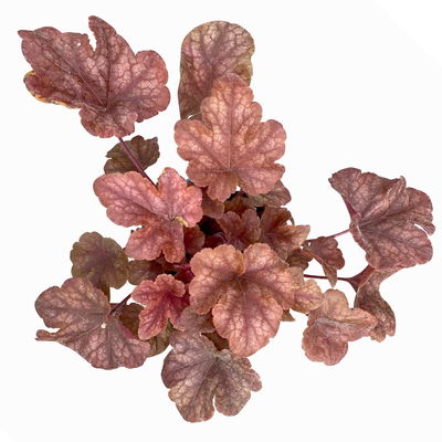 Bio Heucherella 'Buttered Rum®', karamellfarben, Topf-Ø 12 cm, 3 Pflanzen Bio Heucherella 'Buttered Rum®', karamellfarben, Topf-Ø 12 cm, 3 Pflanzen