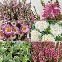 Pflanzenkreation Herbstromantik, rosa-weiß, 8 Pflanzen inkl. Erde