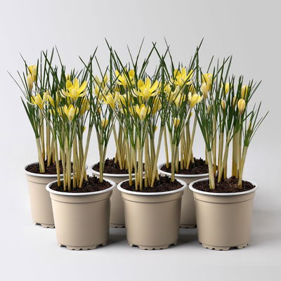 Wild Krokus 'Cream Beauty', hellgelb bis cremeweiß, Topf-Ø 10,5 cm, 6 Pflanzen