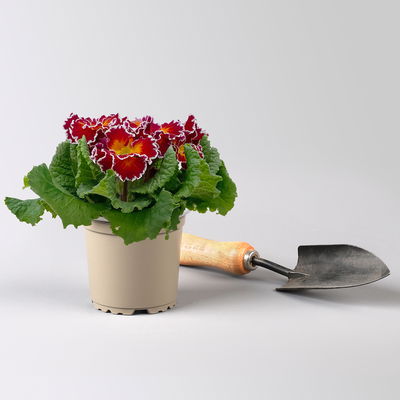 Primel 'Sirococco', Farben zufällig, gerüscht, Topf-Ø 11 cm, 8 Pflanzen