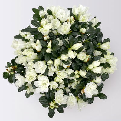 Azalee Hortinno® 'Christine Belli', weiß, Topf-Ø 13 cm, H. ca. 25 cm, 3 Pflanzen