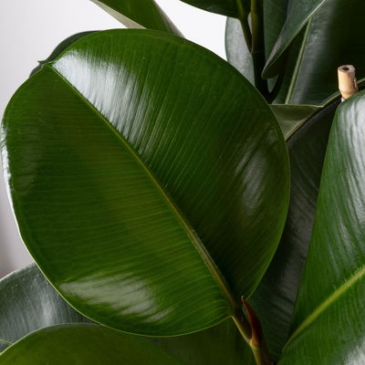 Gummibaum 'Makana', Topf-Ø 30 cm, Höhe ca. 110 cm, inkl. Bewässerungssystem Gummibaum 'Makana', Topf-Ø 30 cm, Höhe ca. 110 cm, inkl. Bewässerungssystem