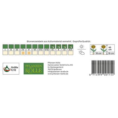 Papagei-Tulpen Texas Gold gel/grün, 7 Blumenzwiebeln