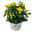 Chrysanthemen gelb, Topf-Ø 10,5 cm, 8er-Set