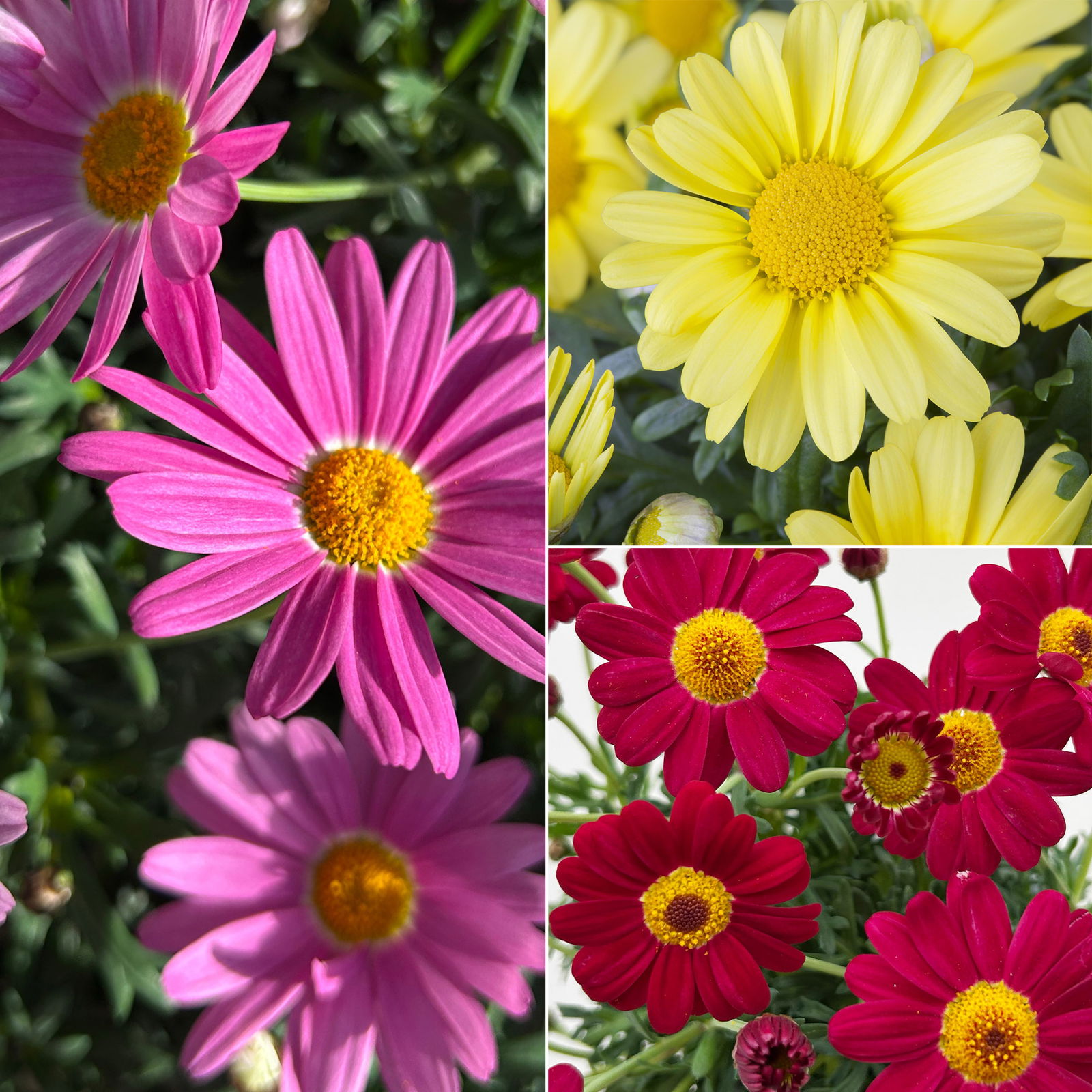 Margerite, Farben zufällig, Topf-Ø 11 cm, 8 Pflanzen