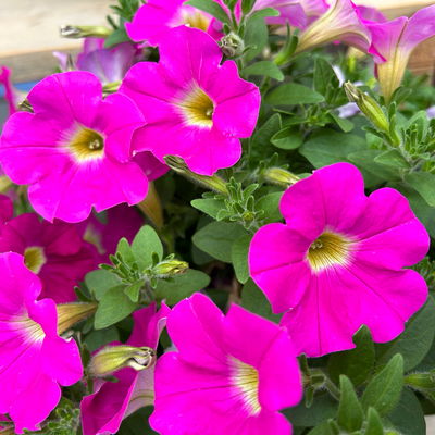 Petunien 'Capella™ Rose' magenta, hängend, Topf-Ø 13 cm, 6 Pflanzen