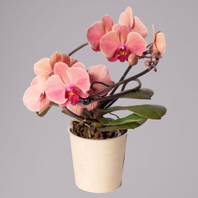 Schmetterlingsorchidee 'Muse', orange, Topf-Ø 12 cm, Höhe ca. 35 cm Schmetterlingsorchidee 'Muse', orange, Topf-Ø 12 cm, Höhe ca. 35 cm