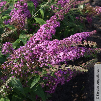 Schmetterlingsstrauch, Buddleja 'Rêve de Papillion® PINK', malvenrosa, Topf 5 lt