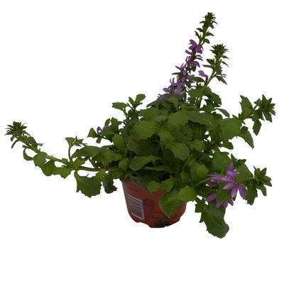 Fächerblume, blau, Topf-Ø 12 cm, 6 Pflanzen