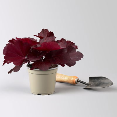 Bio Purpurglöckchen 'Royal Ruby', burgunderrot, Topf-Ø 12 cm, 3 Pflanzen Bio Purpurglöckchen 'Royal Ruby', burgunderrot, Topf-Ø 12 cm, 3 Pflanzen