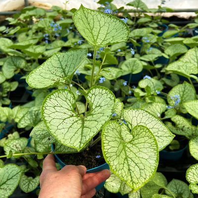 Bio Kaukasus-Vergissmeinnicht 'Jack Frost', blau, Topf-Ø 12 cm, 3 Pflanzen Bio Kaukasus-Vergissmeinnicht 'Jack Frost', blau, Topf-Ø 12 cm, 3 Pflanzen