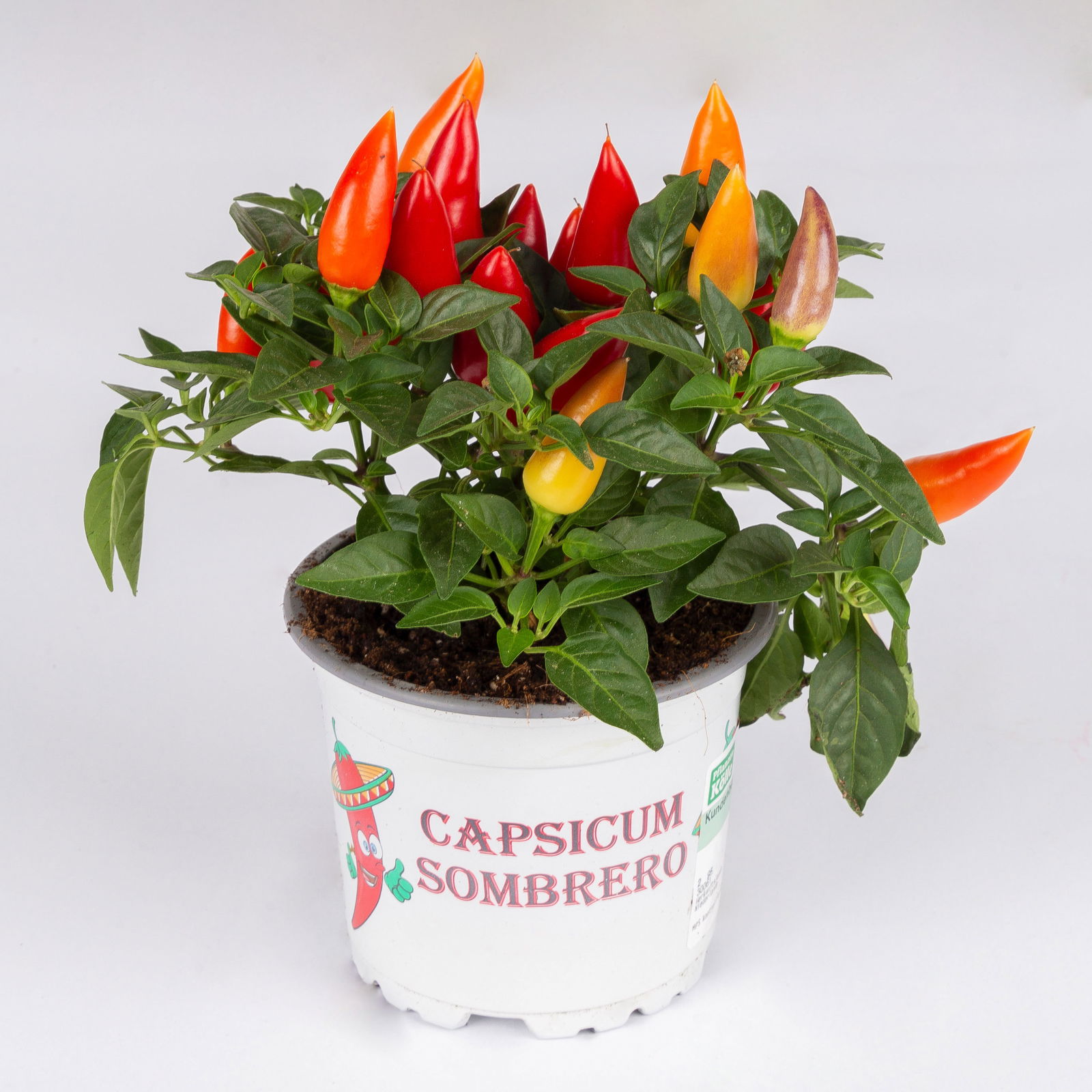 Capsicum 'Acapulco Multicolor', Topf-Ø 10,5, 6er-Set