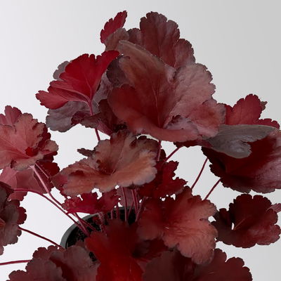 Bio Purpurglöckchen 'Fire Alarm', rot, Topf-Ø 12 cm, 3 Pflanzen Bio Purpurglöckchen 'Fire Alarm', rot, Topf-Ø 12 cm, 3 Pflanzen