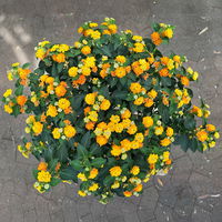 Wandelröschen, orange, Stamm, Topf-Ø 23 cm