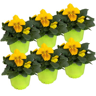 Stiefmütterchen Cats®, gelb, Topf-Ø 13 cm, 6 Pflanzen