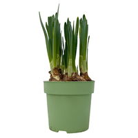 Narzisse 'Cassata' hellgelb, vorgetrieben, Topf-Ø 15 cm, 3 Pflanzen