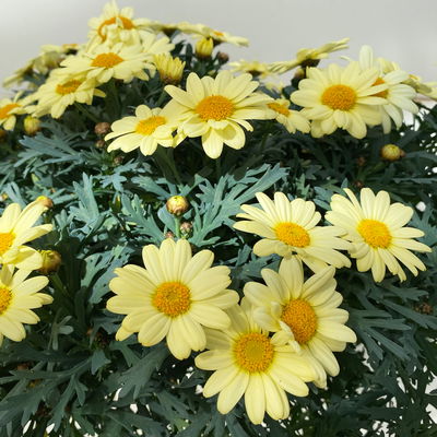 Margerite, gelb, Stamm, Topf-Ø 25 cm Margerite, gelb, Stamm, Topf-Ø 25 cm