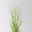 Bio Rutenhirse 'Heavy Metal', Topf 5 Liter