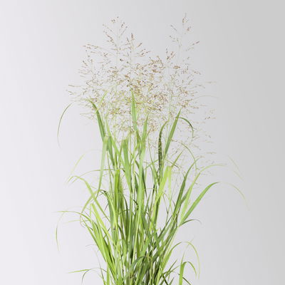 Bio Rutenhirse 'Heavy Metal', Topf 5 Liter