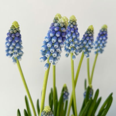 Traubenhyazinthe 'Julia' blau mit weiß, Topf -Ø 15 cm, 3 Pflanzen