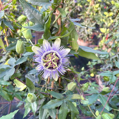 Passionsblume, blau-weiß, Pyramide, Topf-Ø 17 cm, Höhe ca. 60 cm