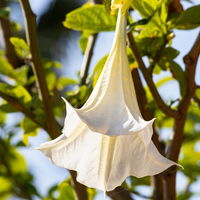 Brugmansia, weiß, Topf-Ø 19 cm