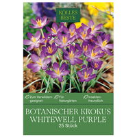 botanische Krokusse 'Whitewell Purple', lila, 25 Blumenzwiebeln