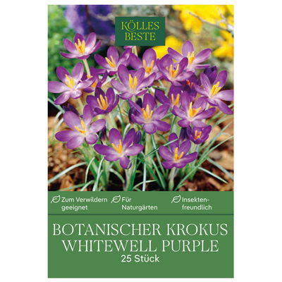 botanische Krokusse 'Whitewell Purple', lila, 25 Blumenzwiebeln botanische Krokusse 'Whitewell Purple', lila, 25 Blumenzwiebeln