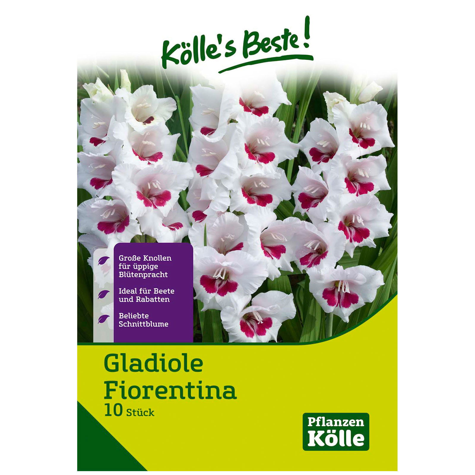 Gladiole 'Florentina'®, weiß, 10 Blumenknollen