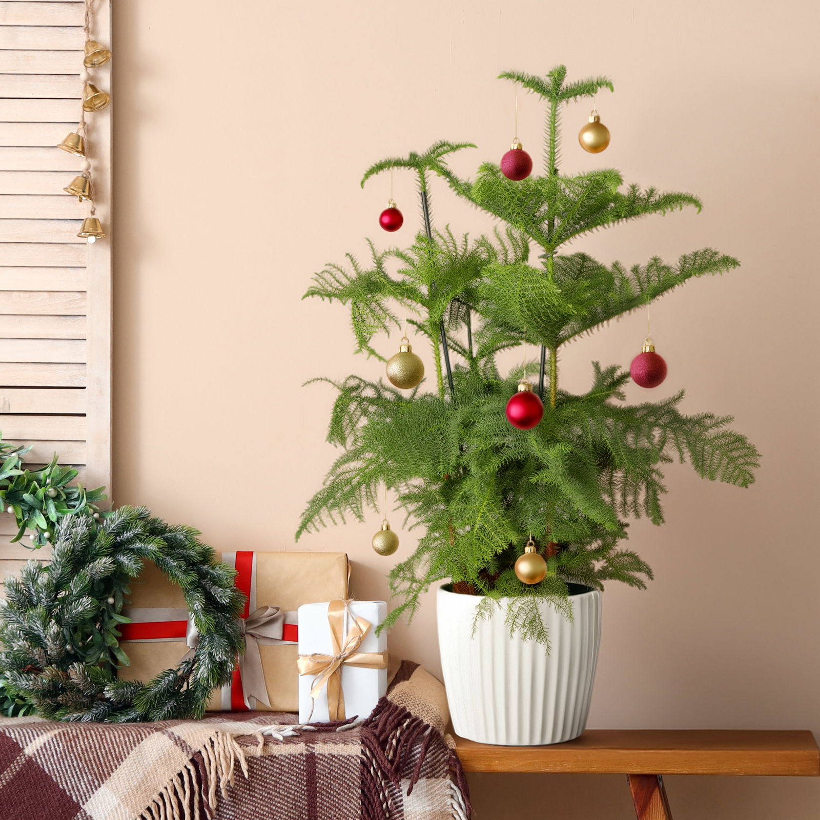 Zimmertanne, 3er Tuff, Topf-Ø 27 cm, Höhe ca. 100 cm