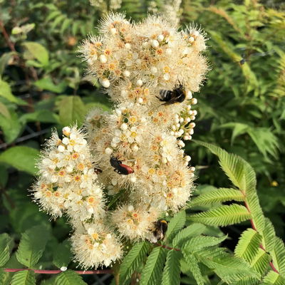 Niedrige Fiederspiere, Sorbaria sorbifolia 'Sem'(s), cremeweiß, Topf 5 l