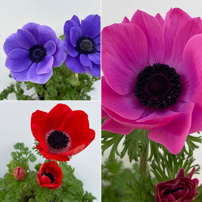 Kronen-Anemone im Mix, Topf-Ø 13 cm, 6er-Set