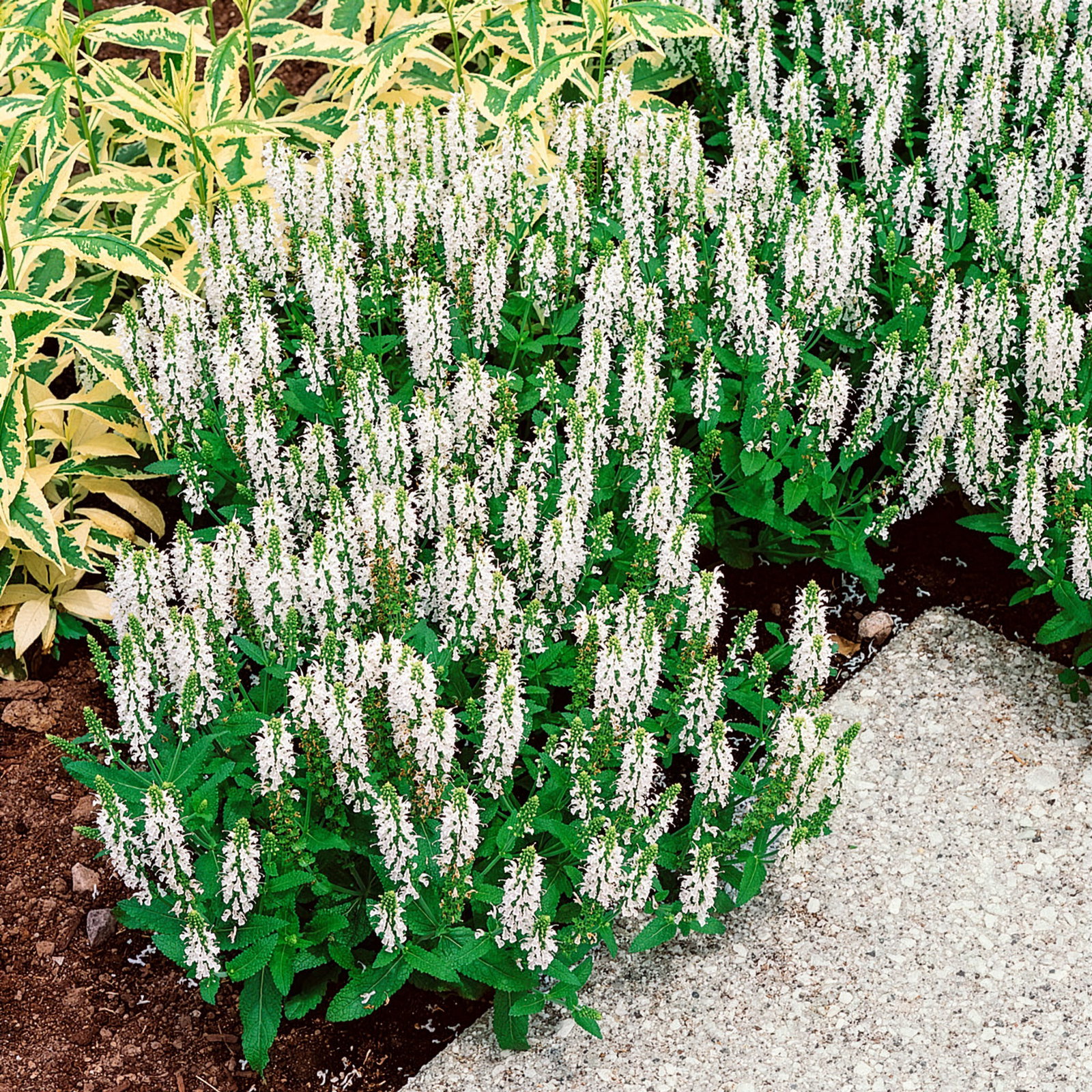 Salbei, weiß, Topf 3 Liter Salbei, weiß, Topf 3 Liter