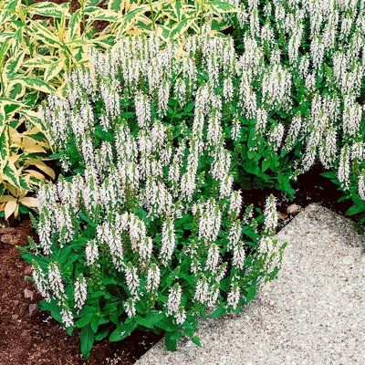 Salbei, weiß, Topf 3 Liter Salbei, weiß, Topf 3 Liter