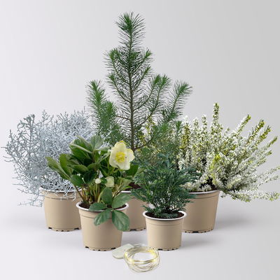 Pflanzenkreation Winterweiß, 5 Pflanzen + Lichterkette Pflanzenkreation Winterweiß, 5 Pflanzen + Lichterkette