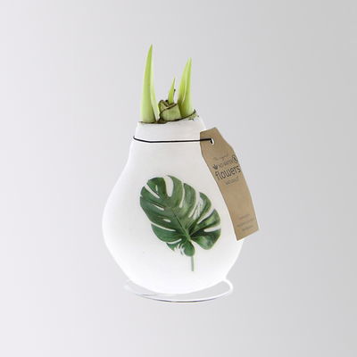 Amaryllis in Wachs, Dekor 'Naturalz', Muster zufällig, Blüte weiß Amaryllis in Wachs, Dekor 'Naturalz', Muster zufällig, Blüte weiß