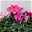 Alpenveilchen 'Outland', rosa geflammt, Sorte variiert, Topf-Ø 10,5 cm, 6er-Set