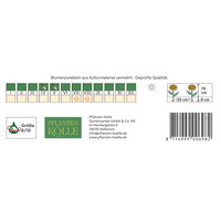 Kölles Beste Montbretia Lucifer rot, 10 Blumenknollen