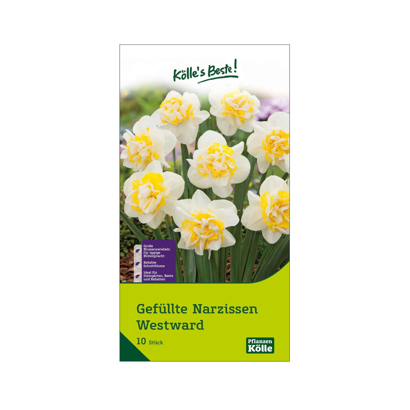 Gefüllte Narzissen 'Westward', weißgelb, Größe 12/14, 7 Blumenzwiebeln