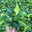 Herzblatt-Philodendron 'Brasil', Topf-Ø 12 cm, 3 Pflanzen