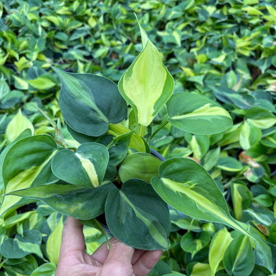 Herzblatt-Philodendron 'Brasil', Topf-Ø 12 cm, 3 Pflanzen